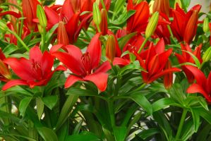 Lily Asiatic Red - Bulk Landscaping